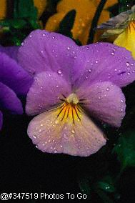 Violet with dewdrops